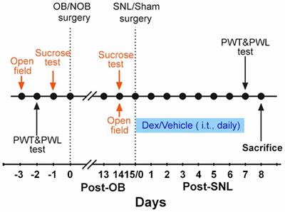 Impaired Spinal Glucocorticoid Receptor Signaling Contributes to the Attenuating Effect of Depression on Mechanical Allodynia and Thermal Hyperalgesia in Rats with Neuropathic Pain